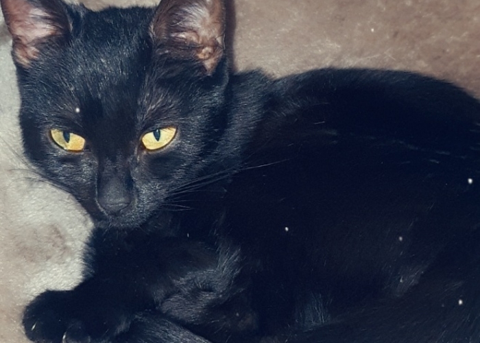 -Katze, Mila, Tierheim Burgdorf