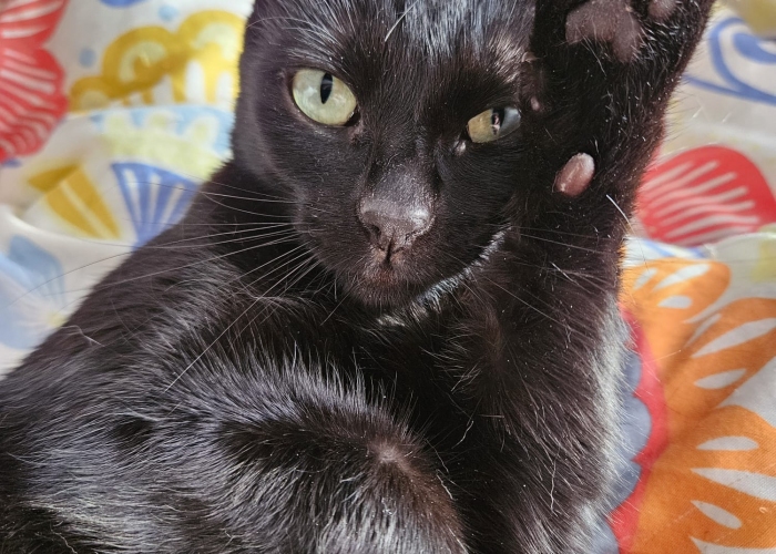 -Katze, Mila, Tierheim Burgdorf