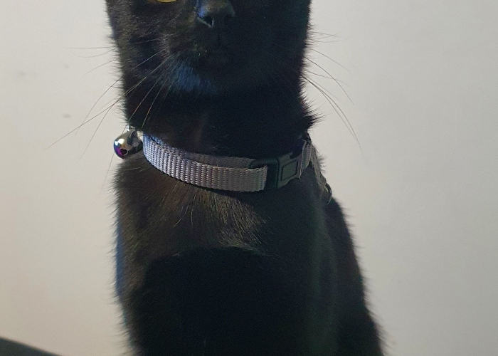 -Katze, Mila, Tierheim Burgdorf