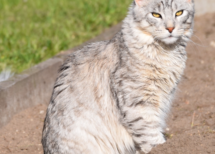 Katze, MaineCoon Mix, Pepe, Tierheim Burgdorf