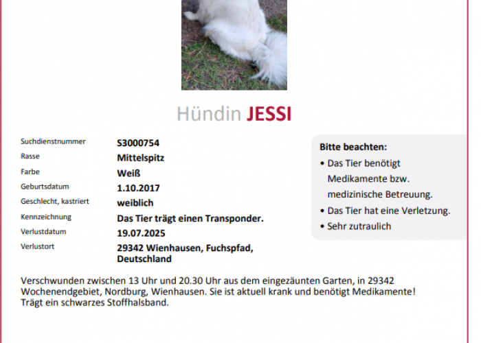 Hund, Mittelspitz, Jessi, Tierheim Burgdorf