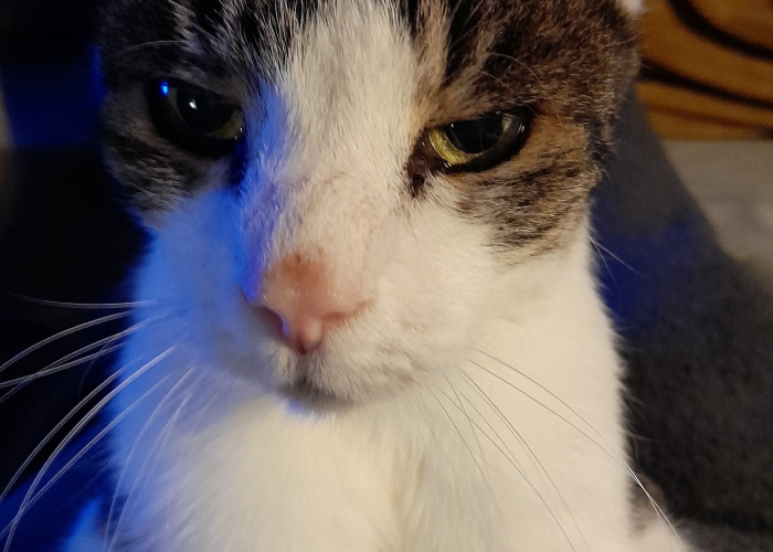 Katze, EKH, Toni, Tierheim Burgdorf