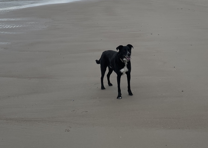 Mischling-Hund, Milo, Tierheim Burgdorf