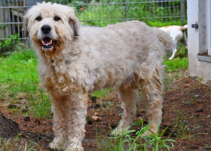 Rumänischer Schäferhund-Hund, Charlie, Tierheim Burgdorf