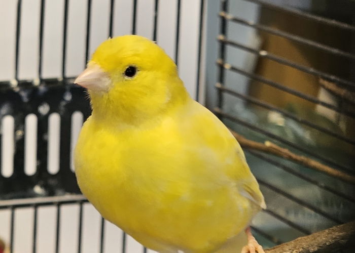 Vogel, Kanarienvogel, , Tierheim Burgdorf