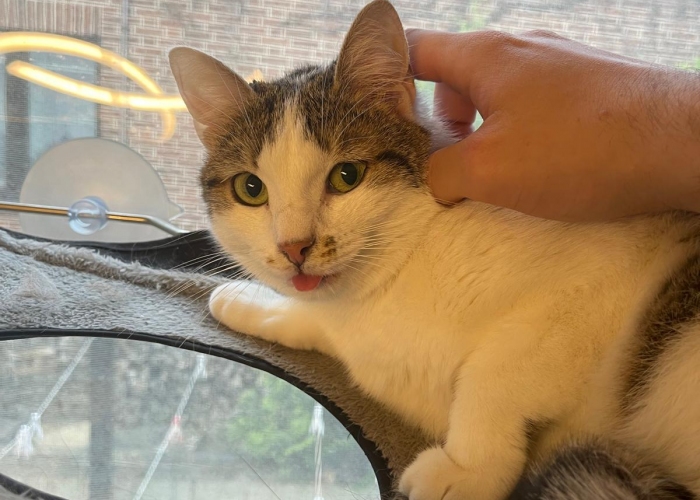 Katze, EKH, Imke, Tierheim Burgdorf