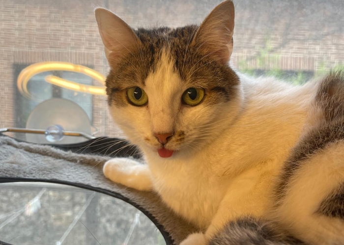 EKH-Katze, Imke, Tierheim Burgdorf