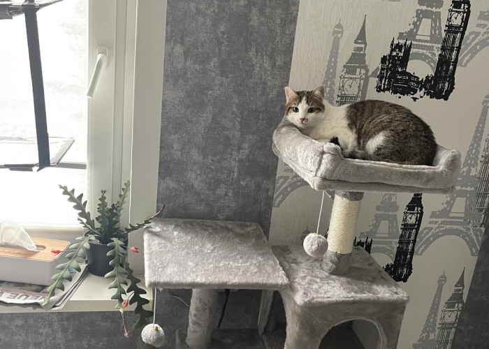 EKH-Katze, Imke, Tierheim Burgdorf