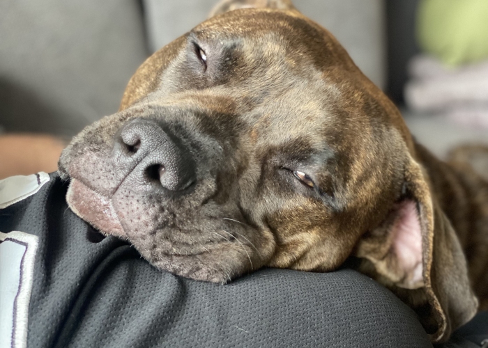 American Bulli-Hund, Elli, Tierheim Burgdorf