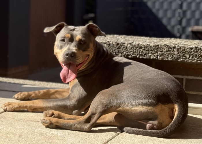 Hund, American Bully Standart, Ayla, Tierheim Burgdorf