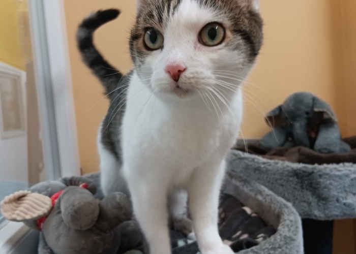 EKH-Katze, Sissi, Tierheim Burgdorf