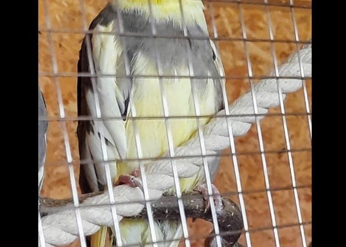 Vogel, Nymphensittich, Jule, Tierheim Burgdorf