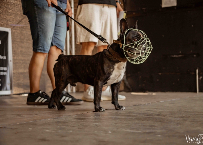 Französische Bulldogge-Hund, Bert, Tierheim Burgdorf