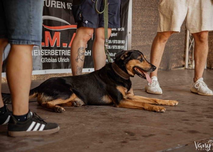 Bracken-Mix-Hund, Erwin, Tierheim Burgdorf