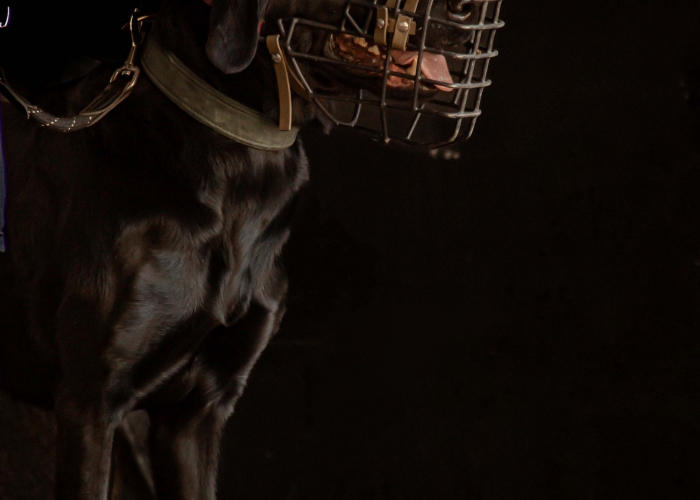 Labrador-Hund, Nala, Tierheim Burgdorf