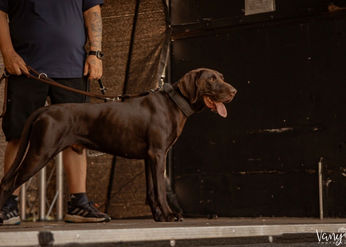 Deutsch-Kurzhaar (Mix)-Hund, Paul, Tierheim Burgdorf