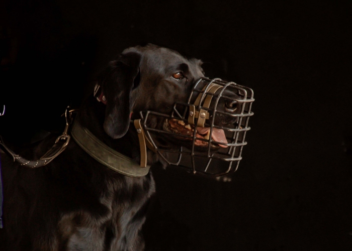 Hund, Labrador, Nala, Tierheim Burgdorf