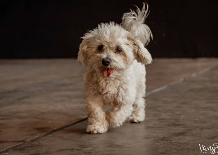 Hund, Malteser-Mischling, Justin Wueterich, Tierheim Burgdorf