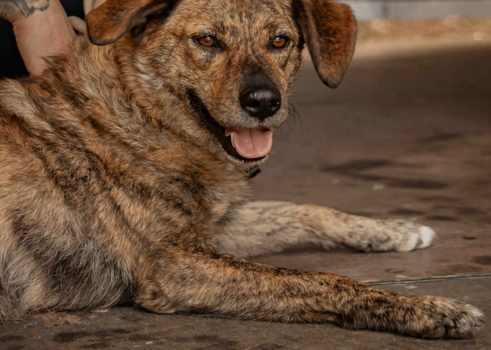 Rumänischer Edelmix-Hund, Valea, Tierheim Burgdorf