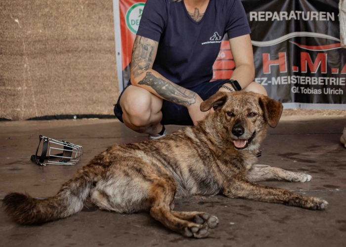 Rumänischer Edelmix-Hund, Valea, Tierheim Burgdorf