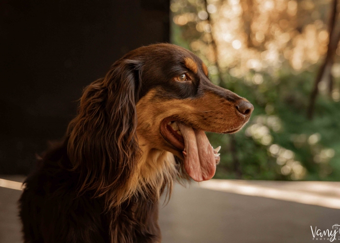 Hund, Cotralian (Australian Shepherd-Cocker Spaniel-Mischling), Buddy, Tierheim Burgdorf