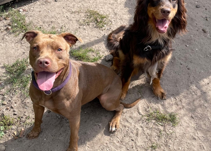 Cotralian (Australian Shepherd-Cocker Spaniel-Mischling)-Hund, Buddy, Tierheim Burgdorf