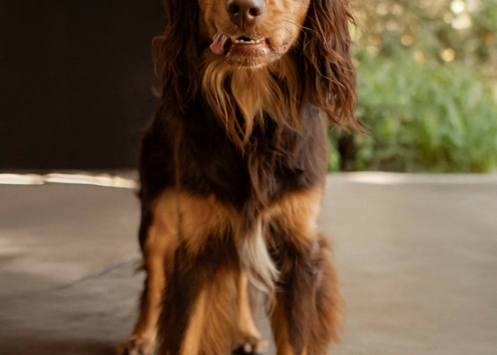 Cotralian (Australian Shepherd-Cocker Spaniel-Mischling)-Hund, Buddy, Tierheim Burgdorf