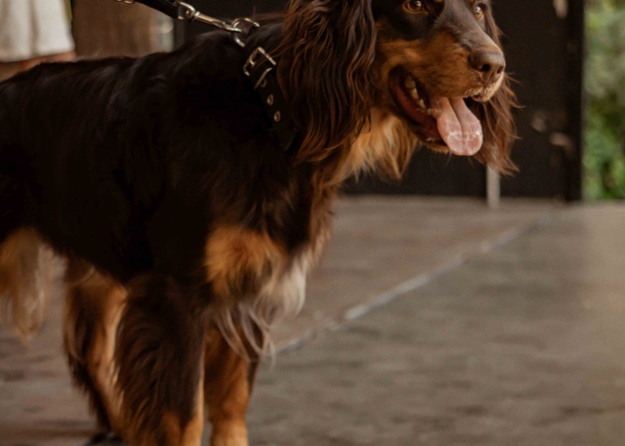 Cotralian (Australian Shepherd-Cocker Spaniel-Mischling)-Hund, Buddy, Tierheim Burgdorf