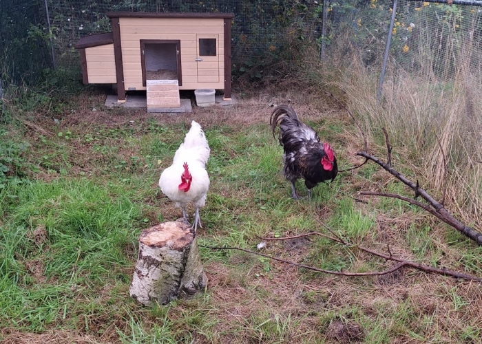 Vogel, , Batman&Robin, Tierheim Burgdorf