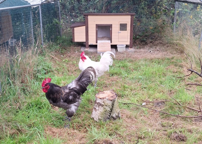 -Vogel, Batman&Robin, Tierheim Burgdorf