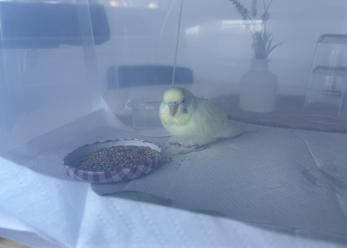 Vogel, Wellensittich, , Tierheim Burgdorf