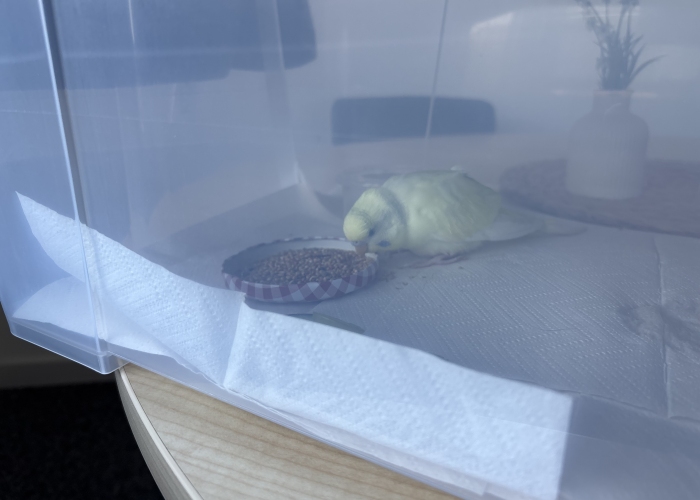 Wellensittich-Vogel, , Tierheim Burgdorf