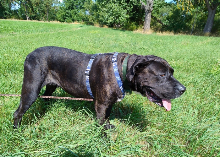 Hund, Presa Canario, Tonka, Tierheim Burgdorf