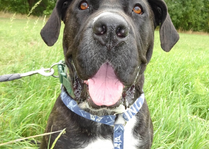 Presa Canario-Hund, Tonka, Tierheim Burgdorf