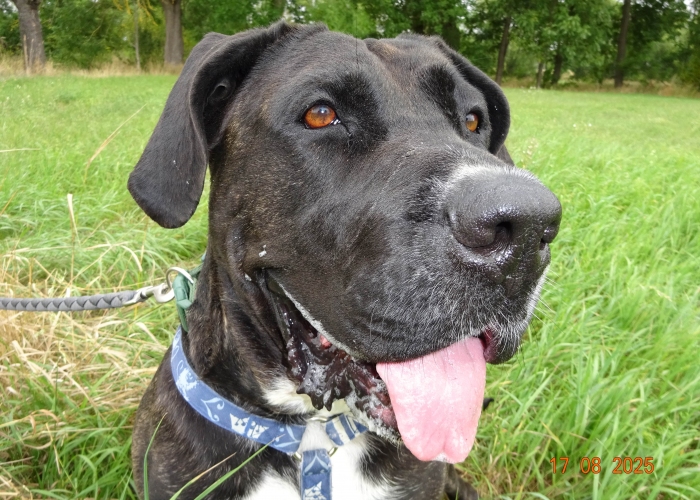Presa Canario-Hund, Tonka, Tierheim Burgdorf