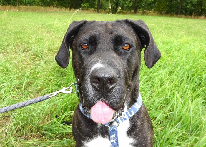 Presa Canario-Hund, Tonka, Tierheim Burgdorf