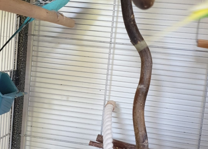 Vogel, Wellensittich, , Tierheim Burgdorf