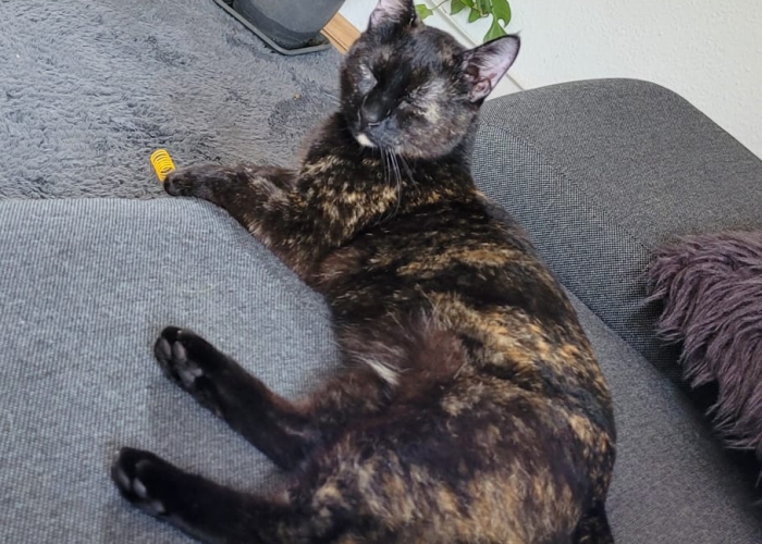 Katze, Schildplatt, Mini, Tierheim Burgdorf