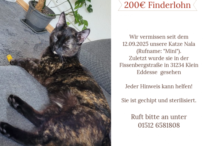 Schildplatt-Katze, Mini, Tierheim Burgdorf