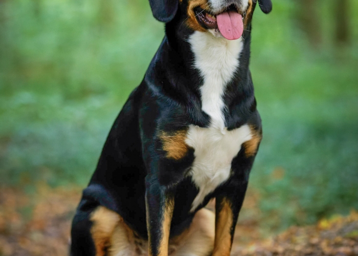 Hund, Swissy-Fog, Elli, Tierheim Burgdorf