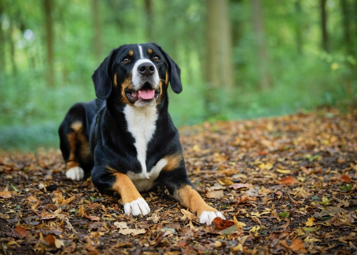 Swissy-Fog-Hund, Elli, Tierheim Burgdorf