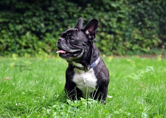 Französische Bulldogge-Hund, Bert, Tierheim Burgdorf