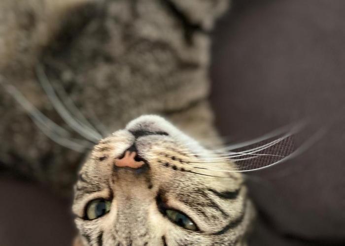 Katze, Bengal Mix, Schoko oder Elke, Tierheim Burgdorf