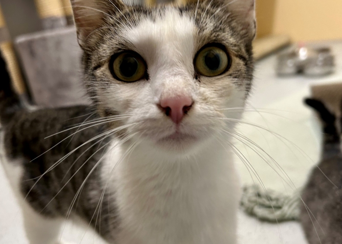 Katze, EKH, Tassima, Tierheim Burgdorf