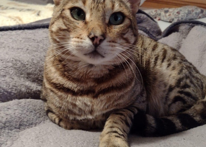 Katze, , Mitzi, Tierheim Burgdorf