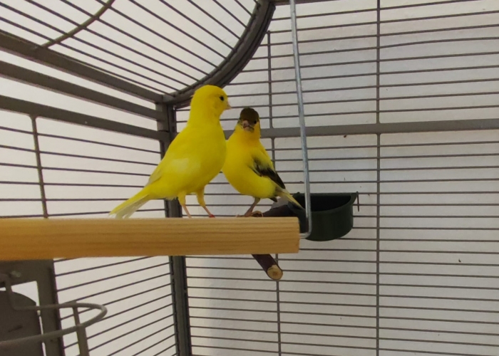 Kanarienvogel-Vogel, Hanni und Pitri, Tierheim Burgdorf