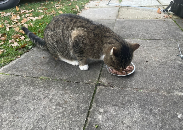 EKH-Katze, , Tierheim Burgdorf