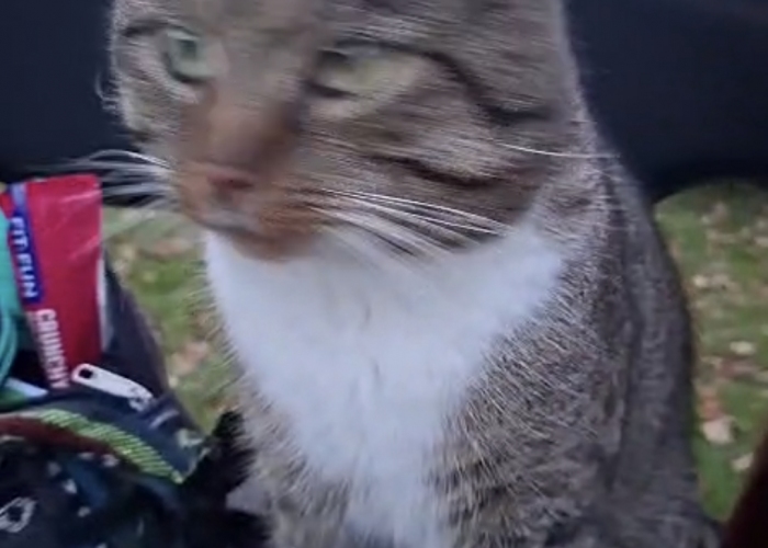 EKH-Katze, , Tierheim Burgdorf