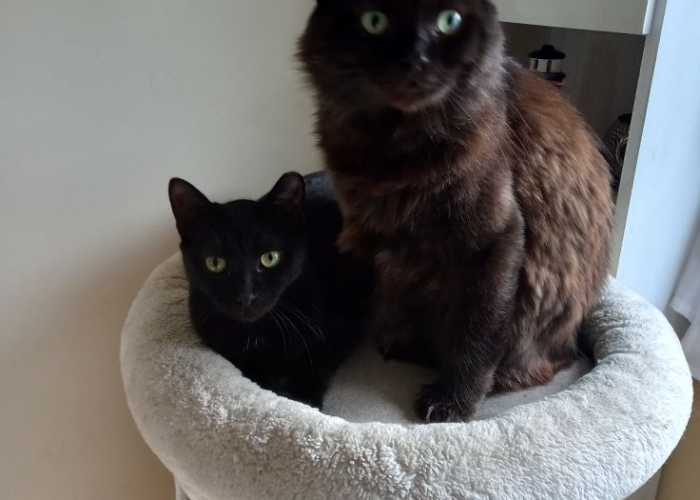 BKH-Katze, Ufo, Tierheim Burgdorf