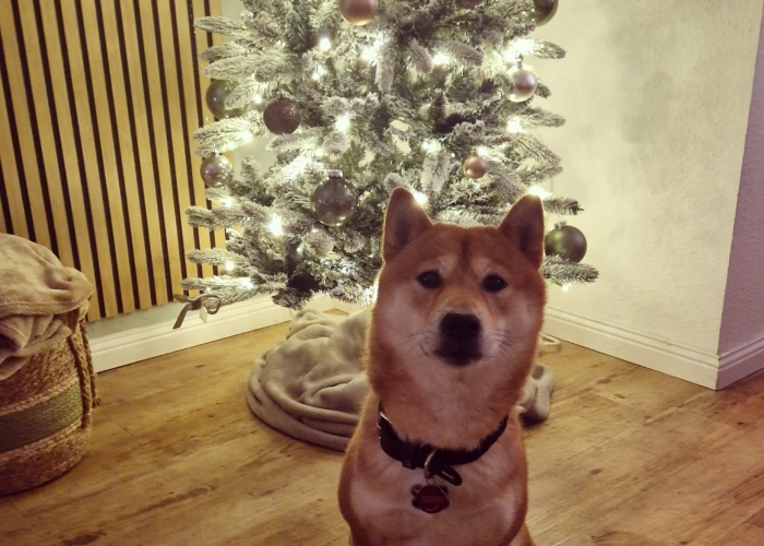 Shiba Inu-Hund, Kaito, Tierheim Burgdorf